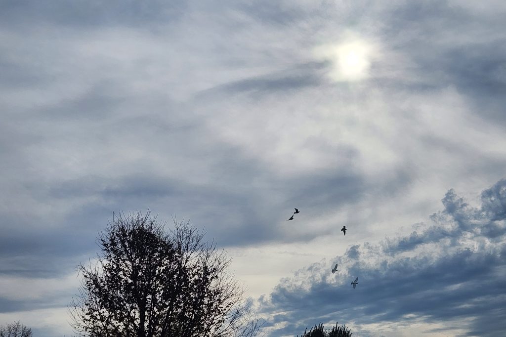 Peaceful doves circling in a cloudy, but sunlit, sky.