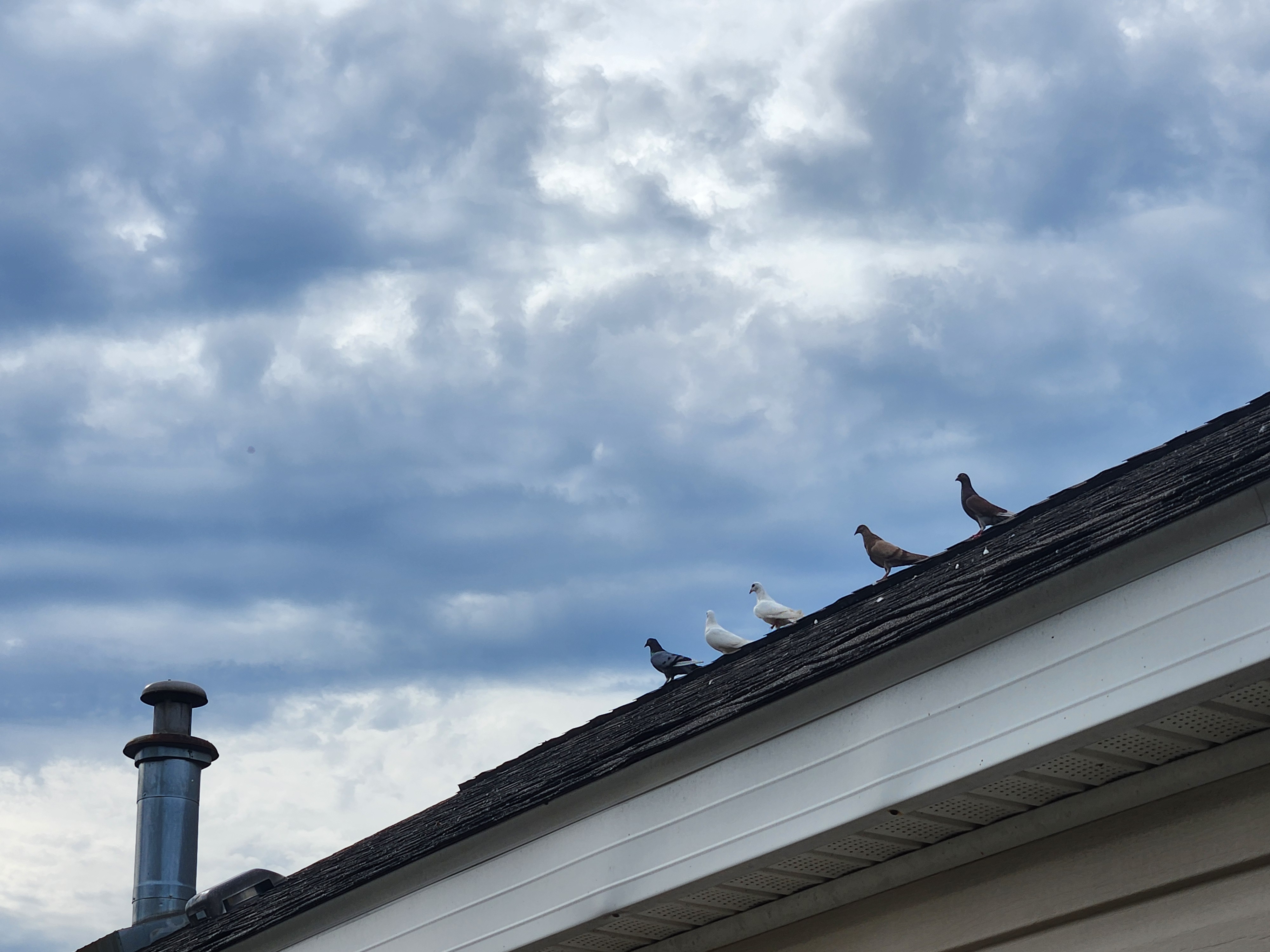 Doves lined up on the roof of house in a row, looking at the dramatic cloudy sky. There are five doves: one grey, two white, one brown and grey, and one black and white. They look off in different directions, but are all generally looking to the left of the viewer.