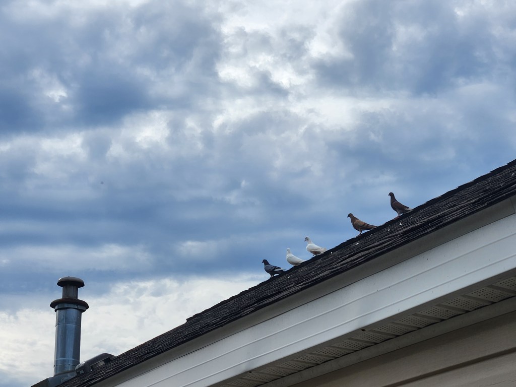 Doves lined up on the roof of house in a row, looking at the dramatic cloudy sky. There are five doves: one grey, two white, one brown and grey, and one black and white. They look off in different directions, but are all generally looking to the left of the viewer.