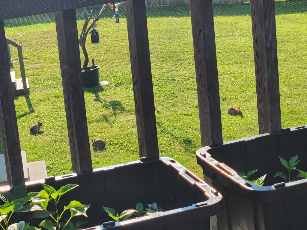 A photo of three bunnies, in a beautifully green sunlit yard, framed by the vertical slats of a deck and two planters.
