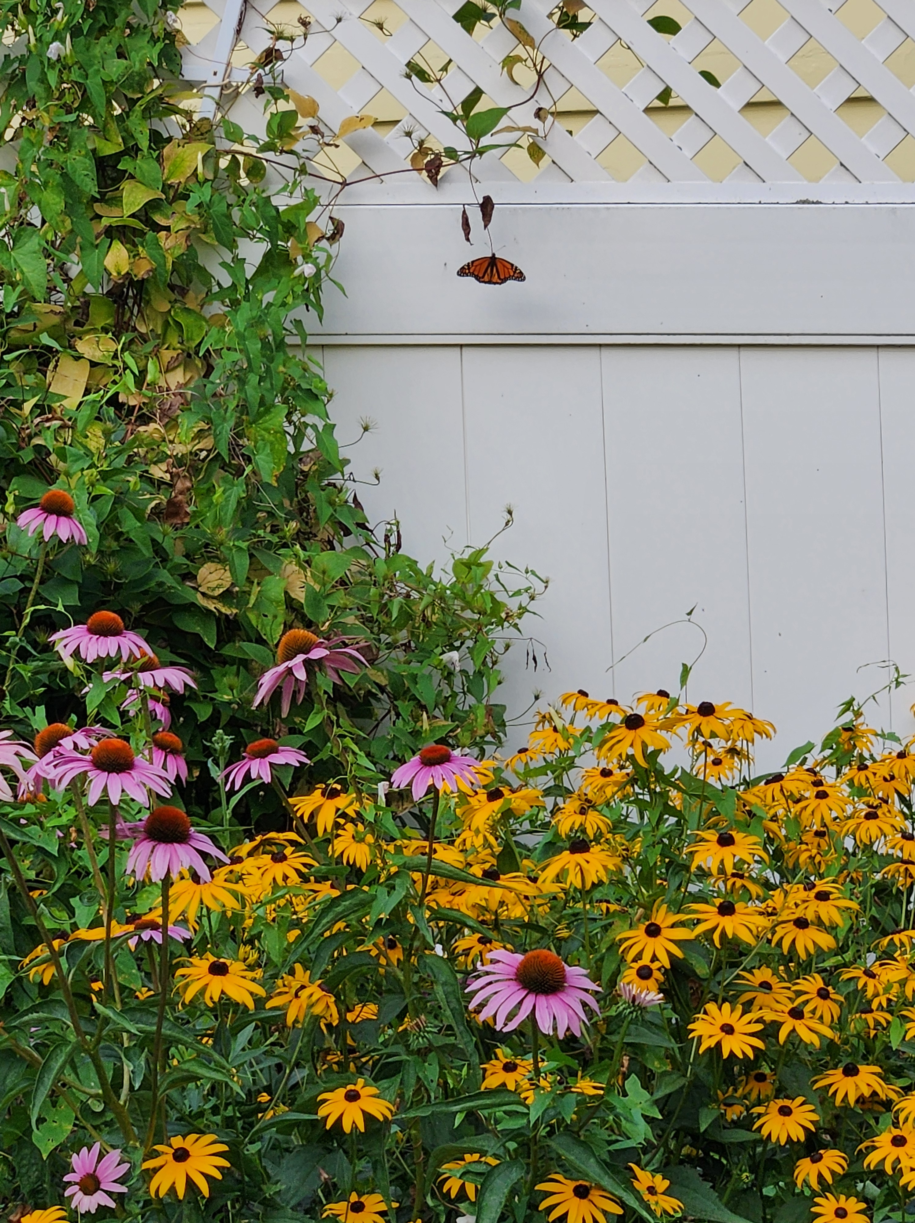 A monarch butterfly surrounded by the garden of yellow and purple flowers. I hope he felt peace.